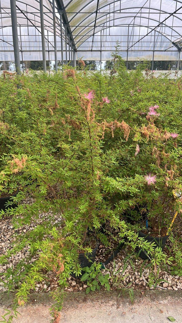 CALLIANDRA DIXIE PINK