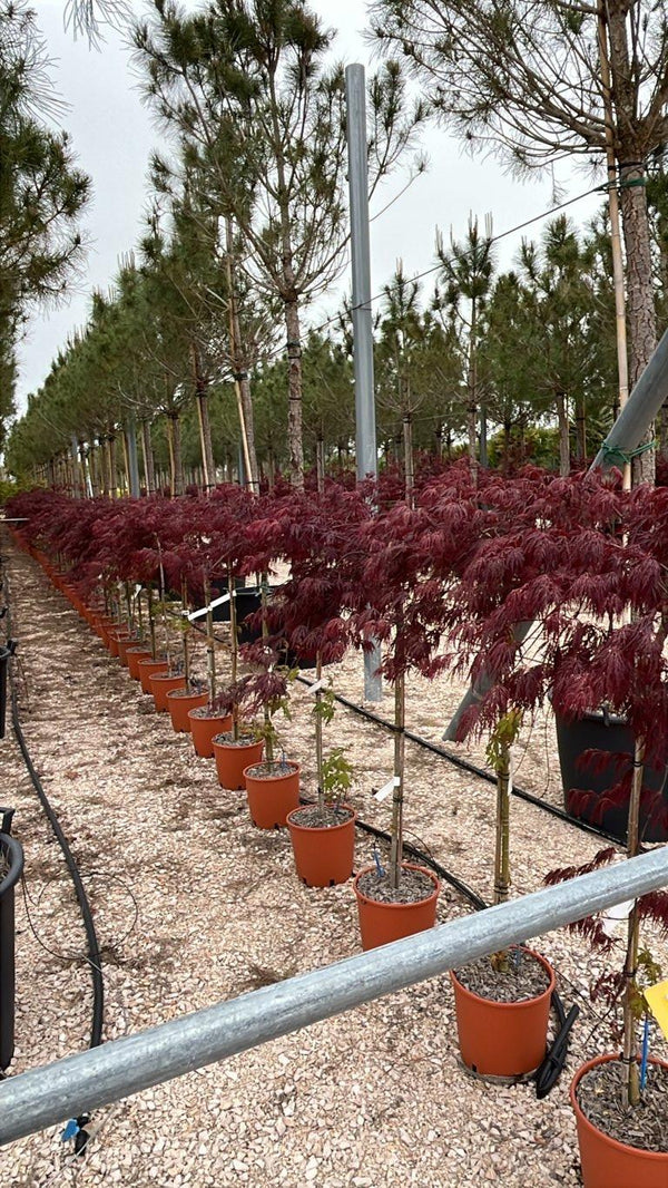 ACER DISSECTUM INABA SHIDARE