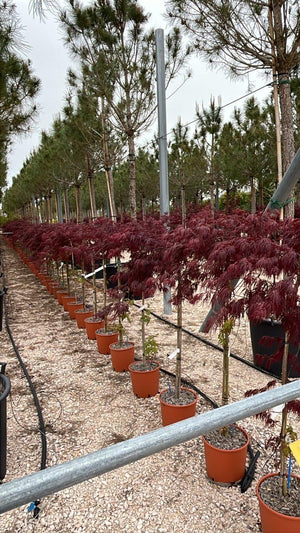ACER DISSECTUM INABA SHIDARE