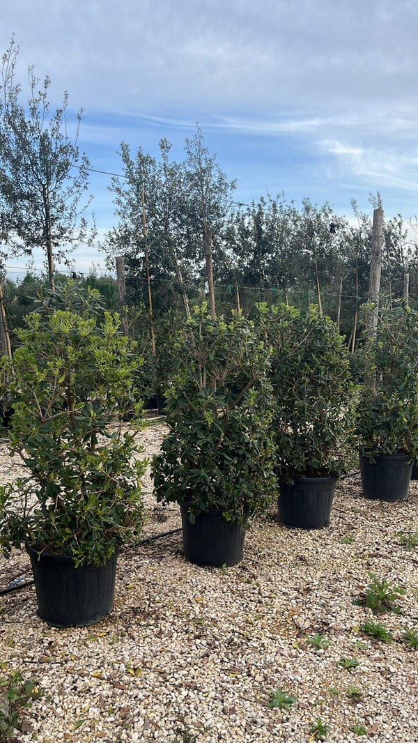 PITTOSPORUM TOBIRA