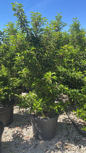 PRUNUS S. LUSITANICA BRENELIA
