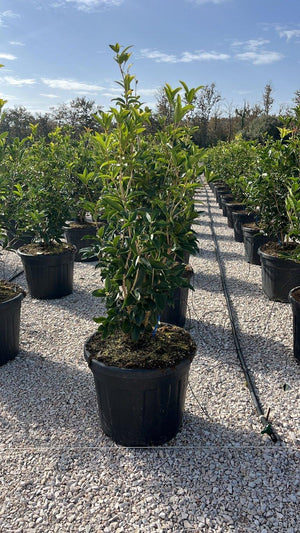 OSMANTHUS FRAGRANS