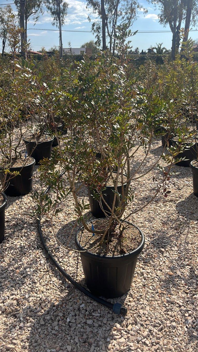 PISTACIA LENTISCUS