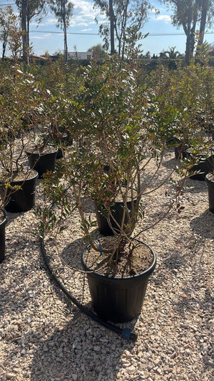 PISTACIA LENTISCUS