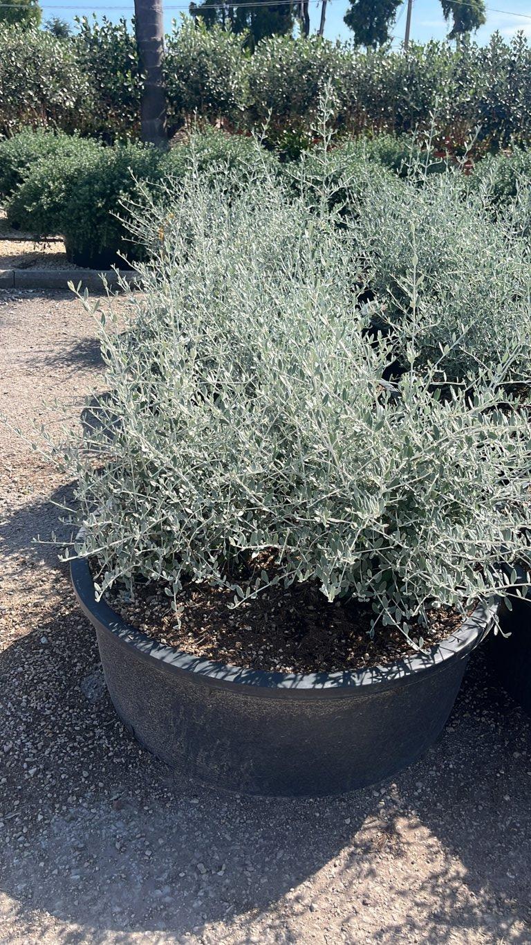 TEUCRIUM FRUTICANS AZUREUM