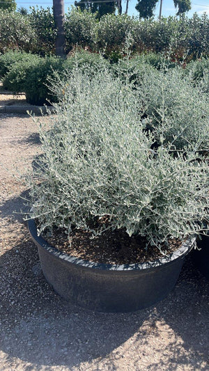 TEUCRIUM FRUTICANS AZUREUM