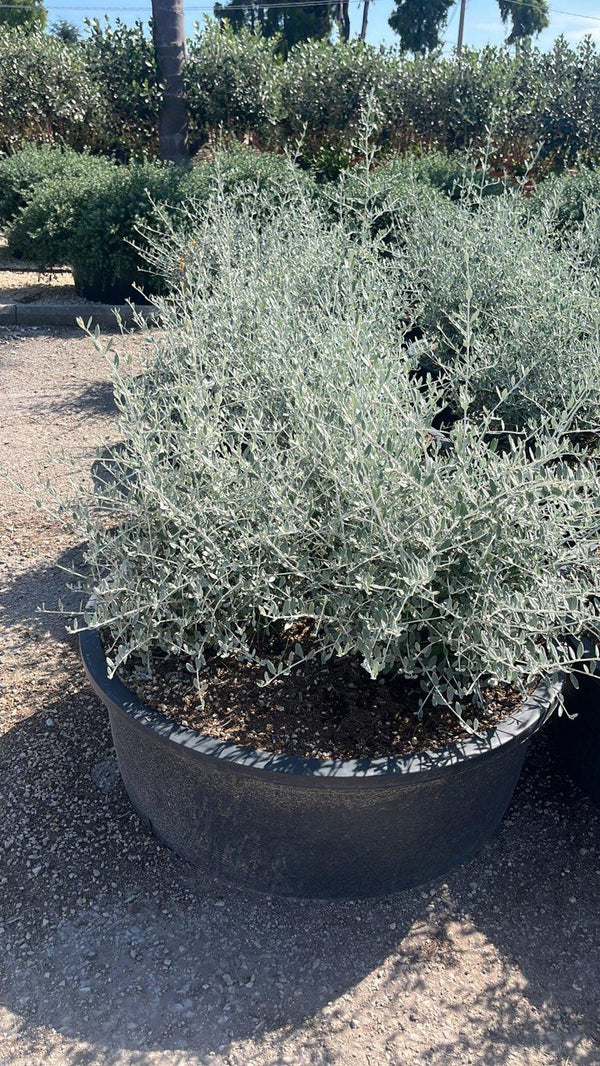TEUCRIUM FRUTICANS AZUREUM