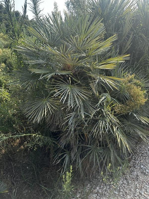 CHAMAEROPS HUMILIS CERIFERA