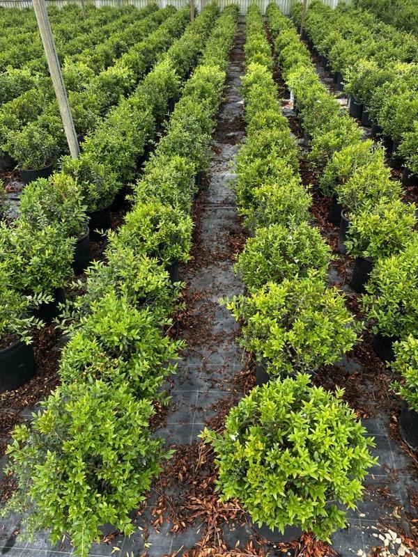 MYRTUS COMMUNIS BIANCO