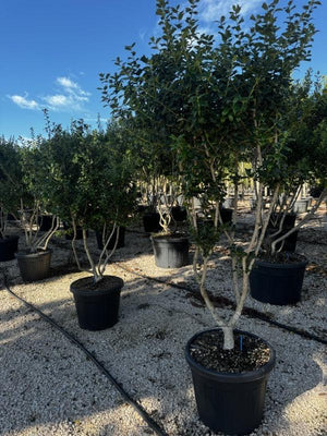 OSMANTHUS X BURKWOODII
