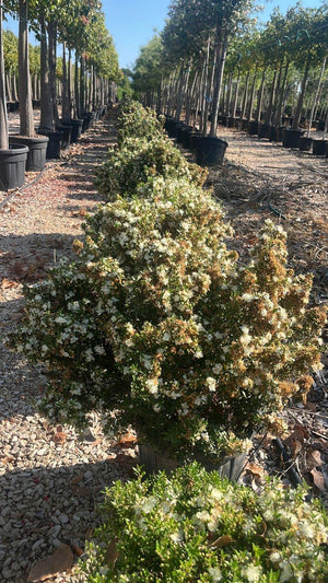 MYRTUS COMMUNIS MICROPHYLLA