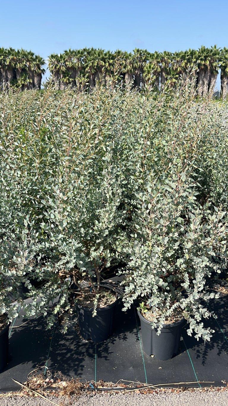 EUCALYPTUS GUNNII