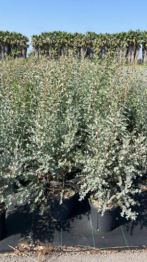 EUCALYPTUS GUNNII
