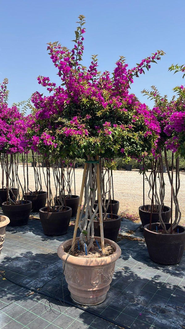 BOUGAINVILLEA SANDERIANA