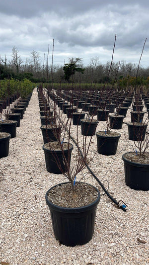 ACER PALMATUM SKEETERS BROOM