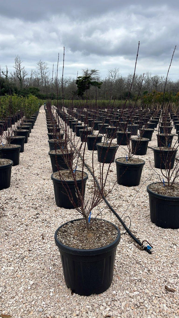 ACER PALMATUM SKEETERS BROOM