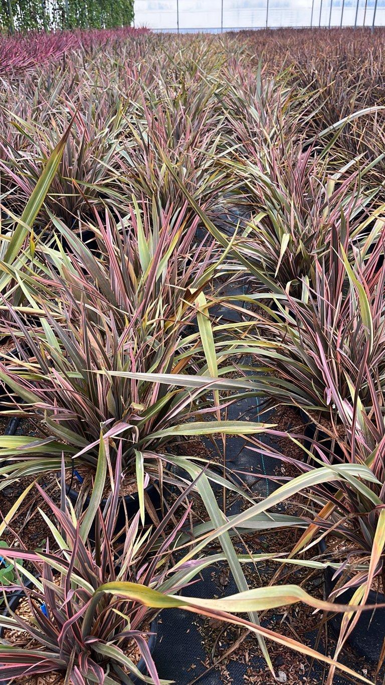 PHORMIUM TENAX SUNDOWNER