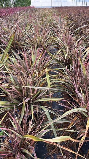 PHORMIUM TENAX SUNDOWNER