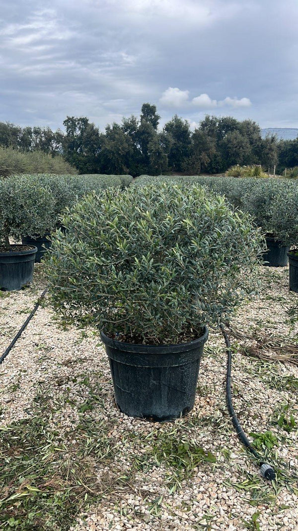 OLEA EUROPEA ARBEQUINA