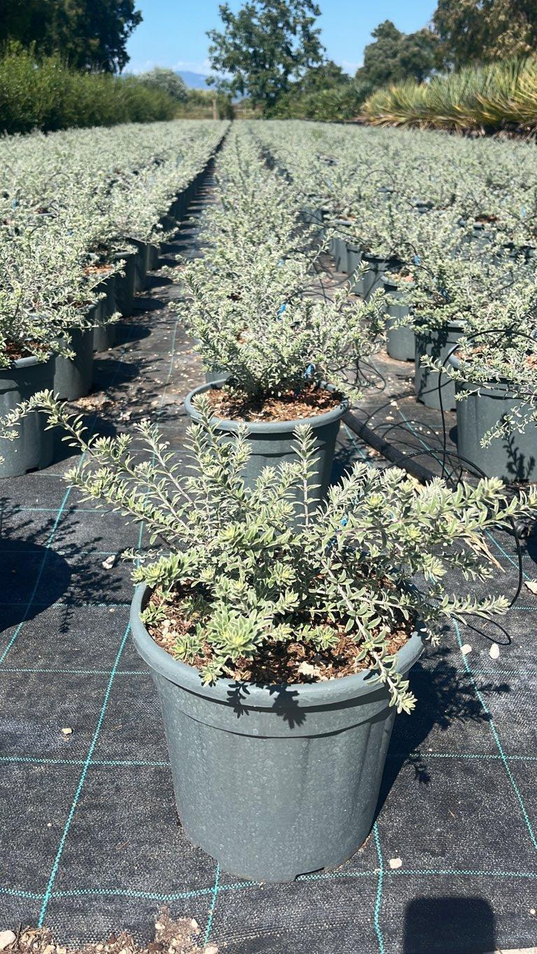 WESTRINGIA FRUTICOSA VARIEGATA