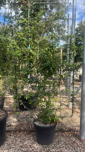 QUERCUS S. ILEX