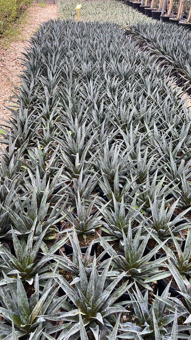 MANGAVE PINEAPPLE EXPRESS