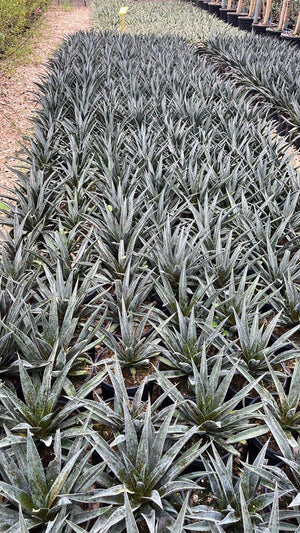 MANGAVE PINEAPPLE EXPRESS