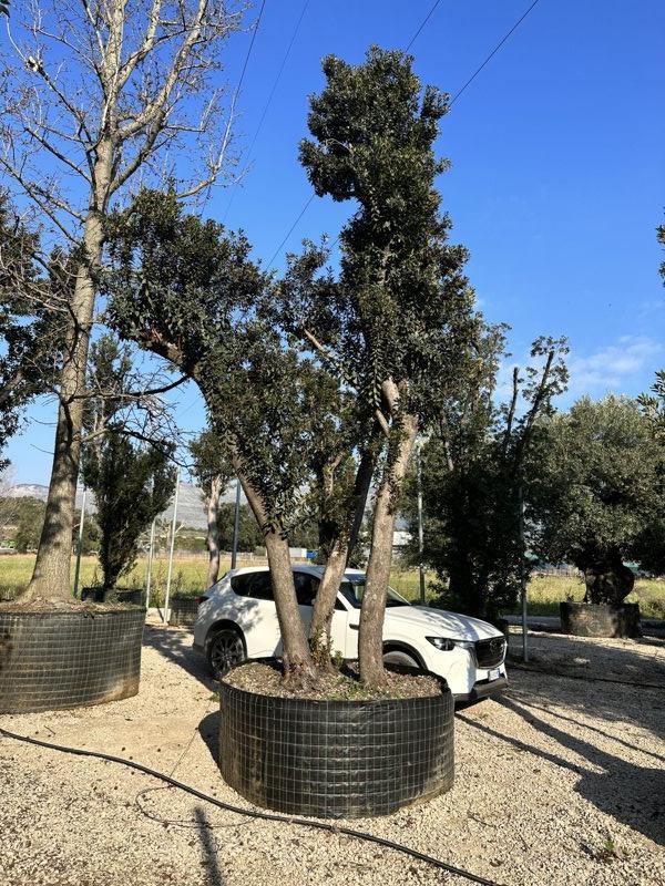 ARBUTUS UNEDO