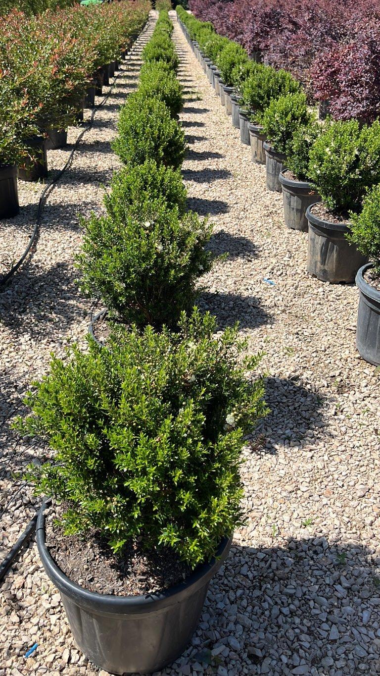 MYRTUS COMMUNIS MICROPHYLLA