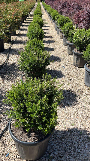 MYRTUS COMMUNIS MICROPHYLLA