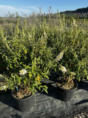 BUDDLEJA DAVIDII WHITE PROFUSION