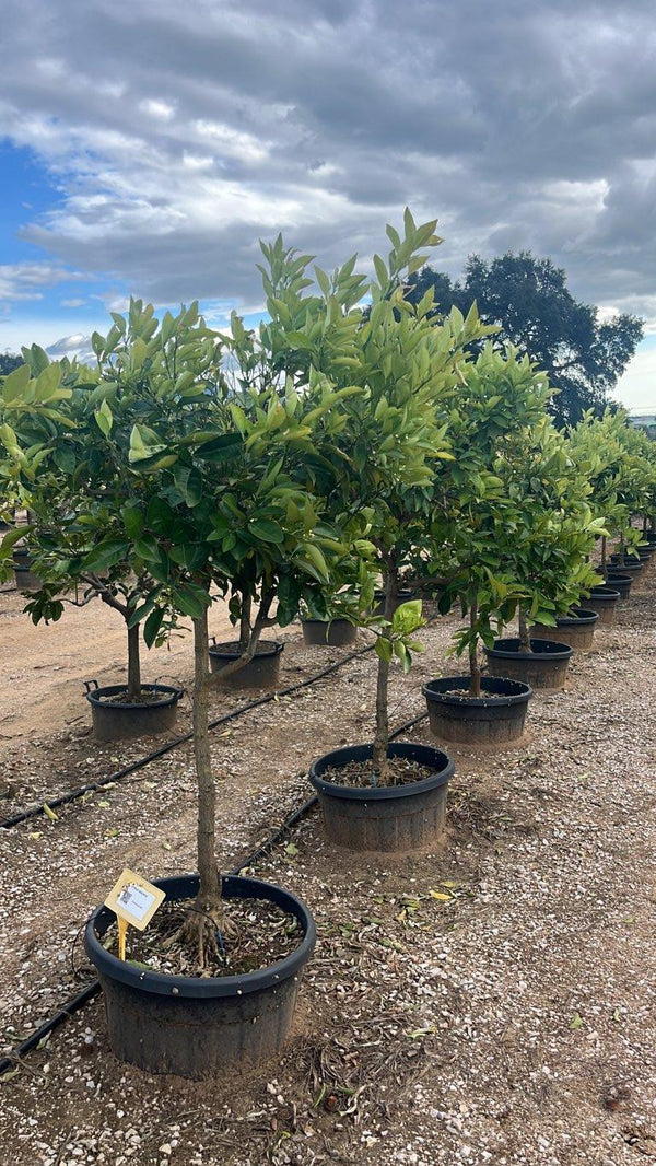 CITRUS SINENSIS