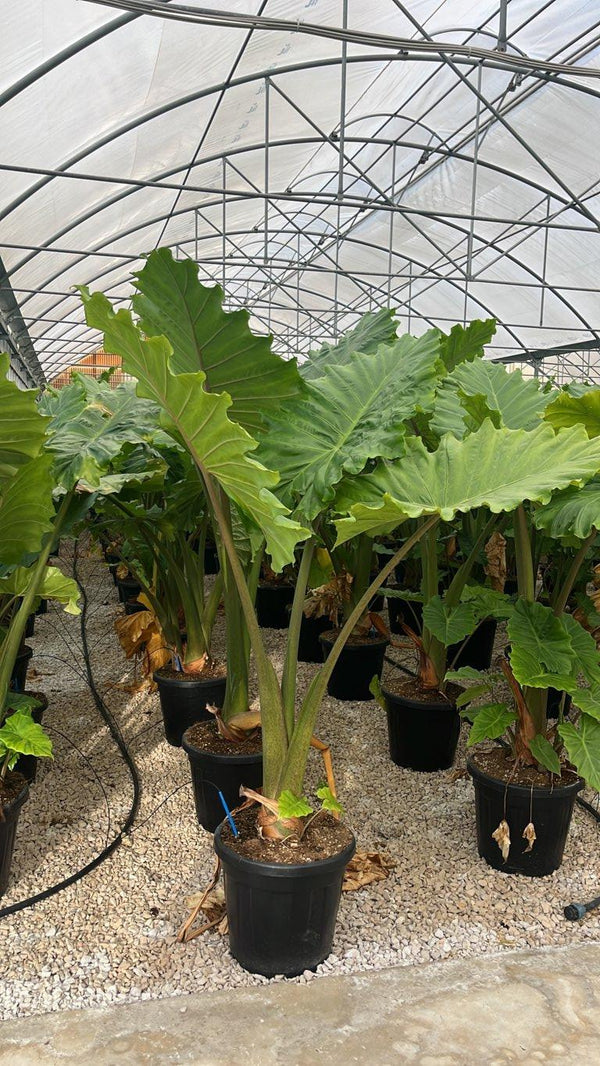 ALOCASIA PORTADORA