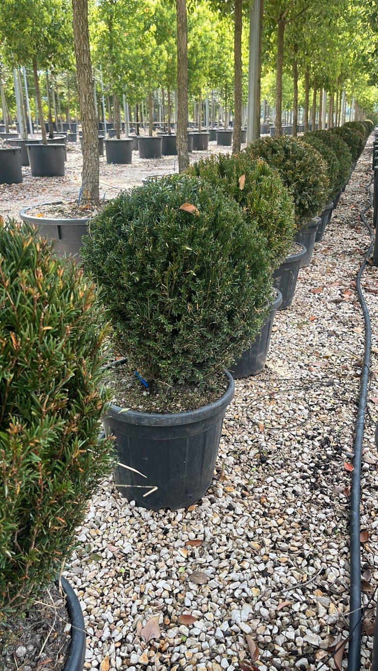 TAXUS BACCATA
