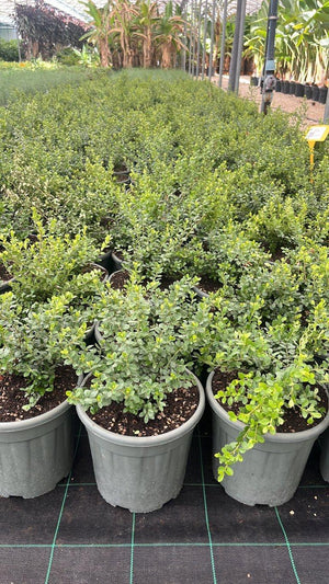 MYRSINE AFRICANA