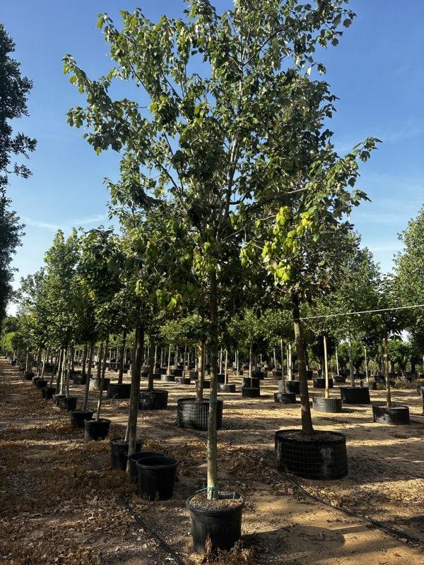 ACER RUBRUM