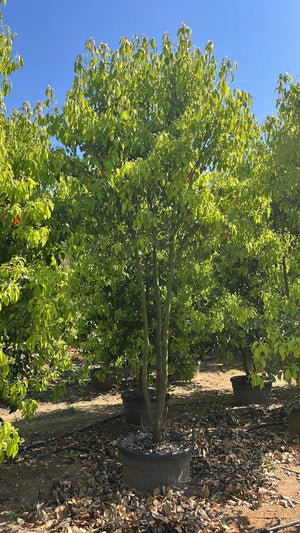 CINNAMOMUM CAMPHORA