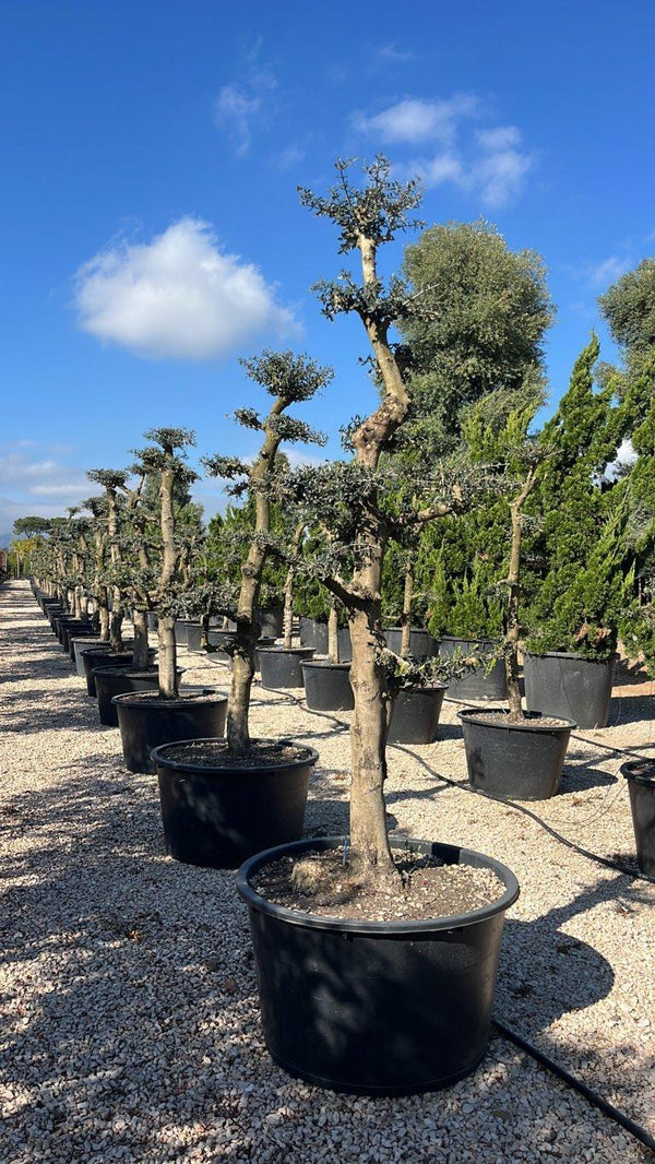 OLEA EUROPEA URANO