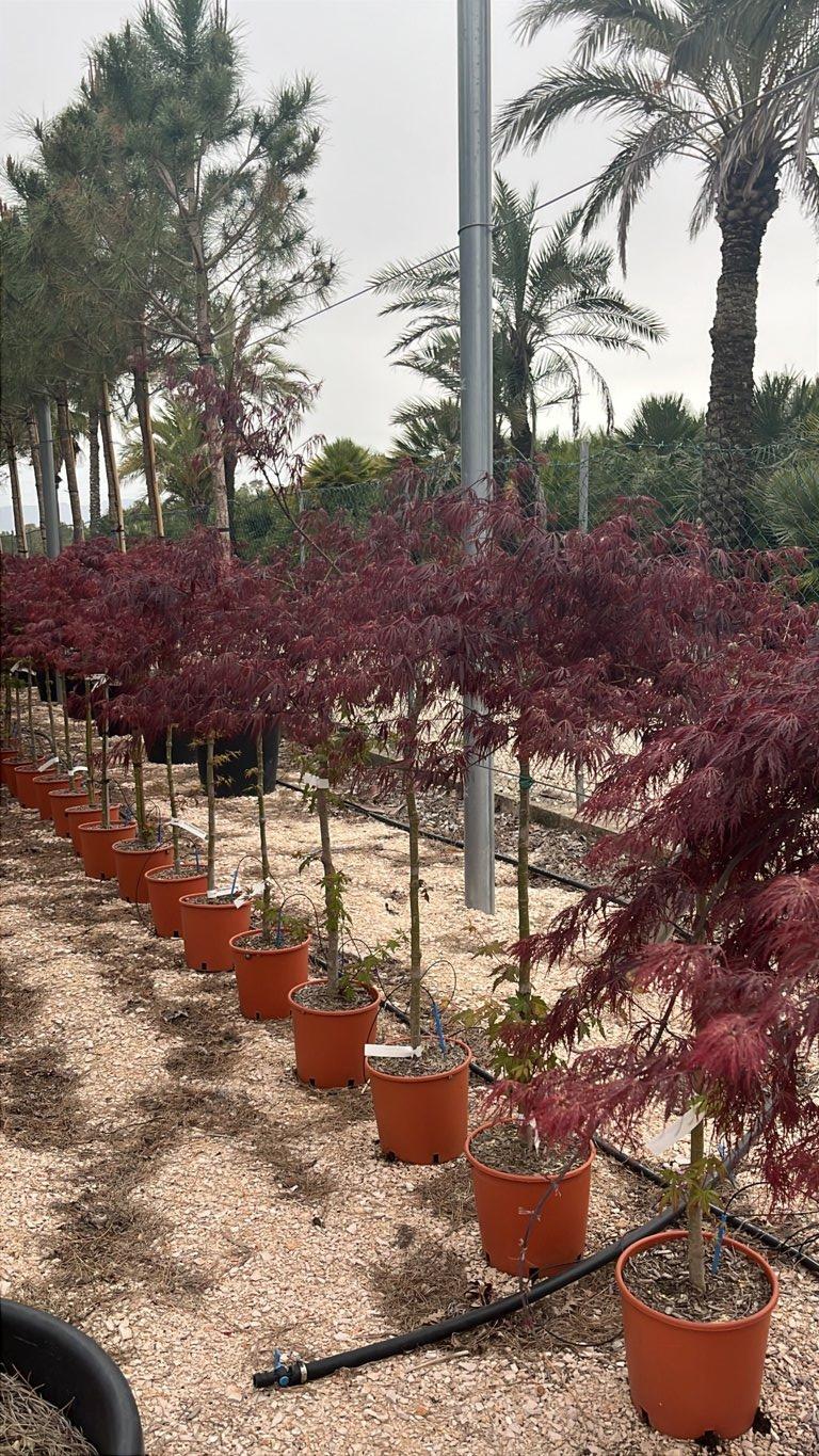 ACER DISSECTUM GARNET
