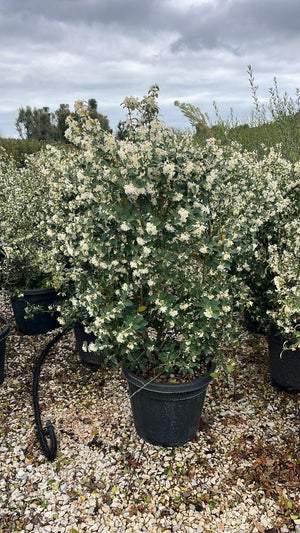 OSMANTHUS X BURKWOODII