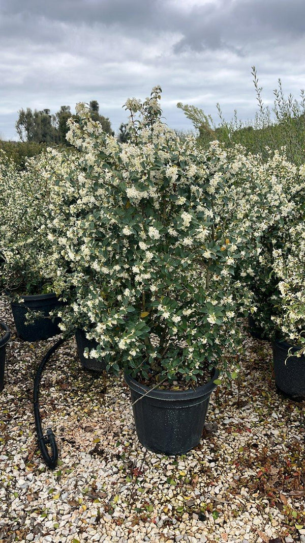 OSMANTHUS X BURKWOODII