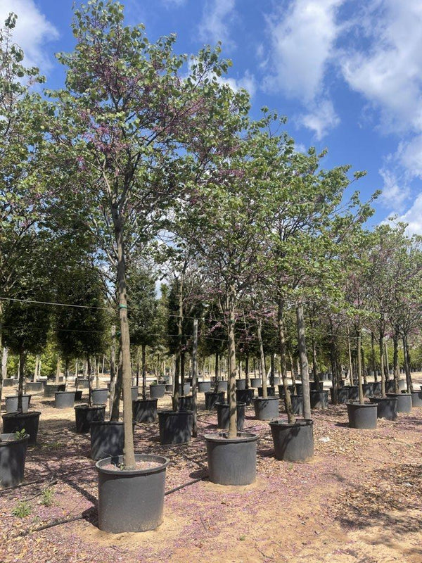 CERCIS SILIQUASTRUM