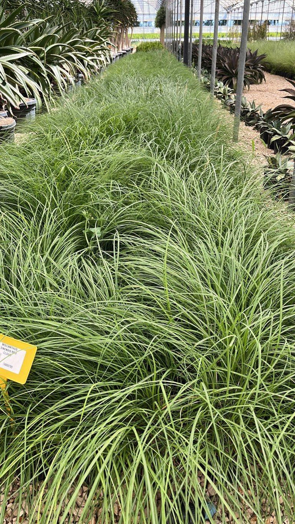 MISCANTHUS SINENSIS RED CLOUD
