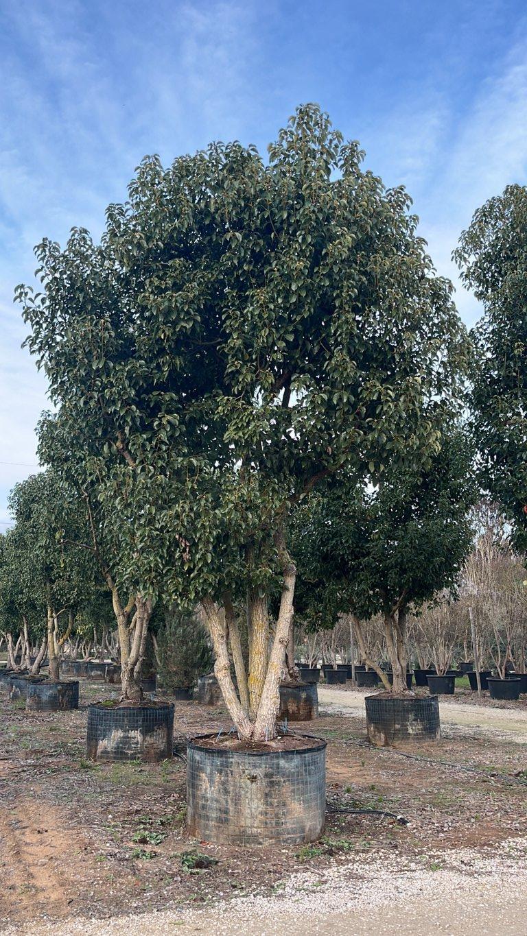 CINNAMOMUM CAMPHORA