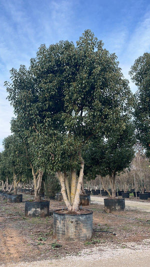 CINNAMOMUM CAMPHORA