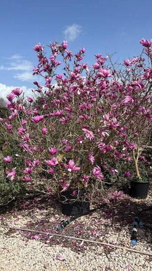 MAGNOLIA F.C VARIET  DA FIORE