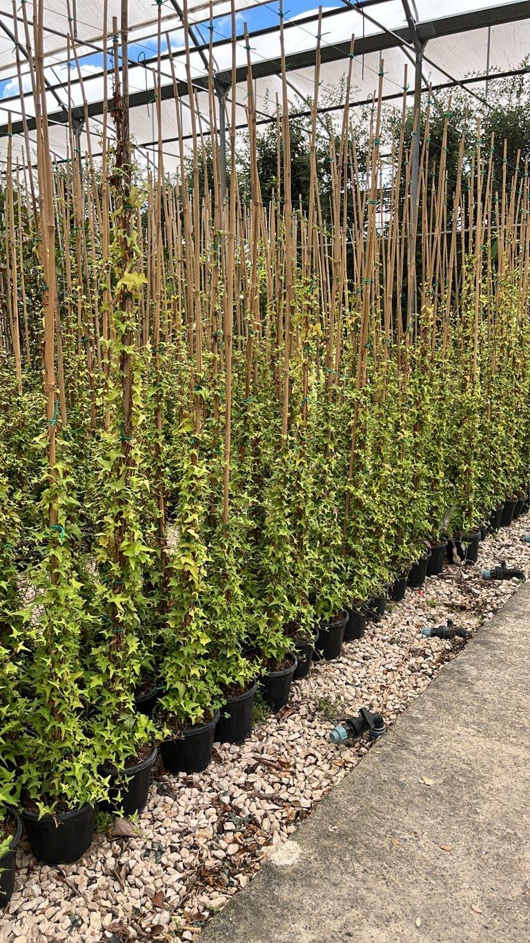HEDERA HELIX SAGITTIFOLIA