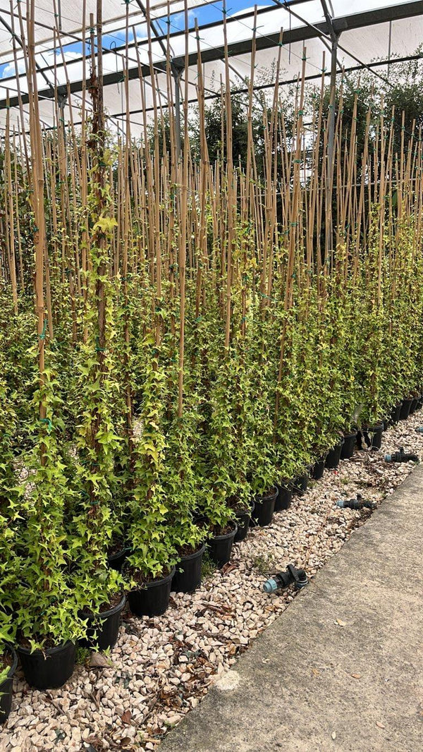 HEDERA HELIX SAGITTIFOLIA