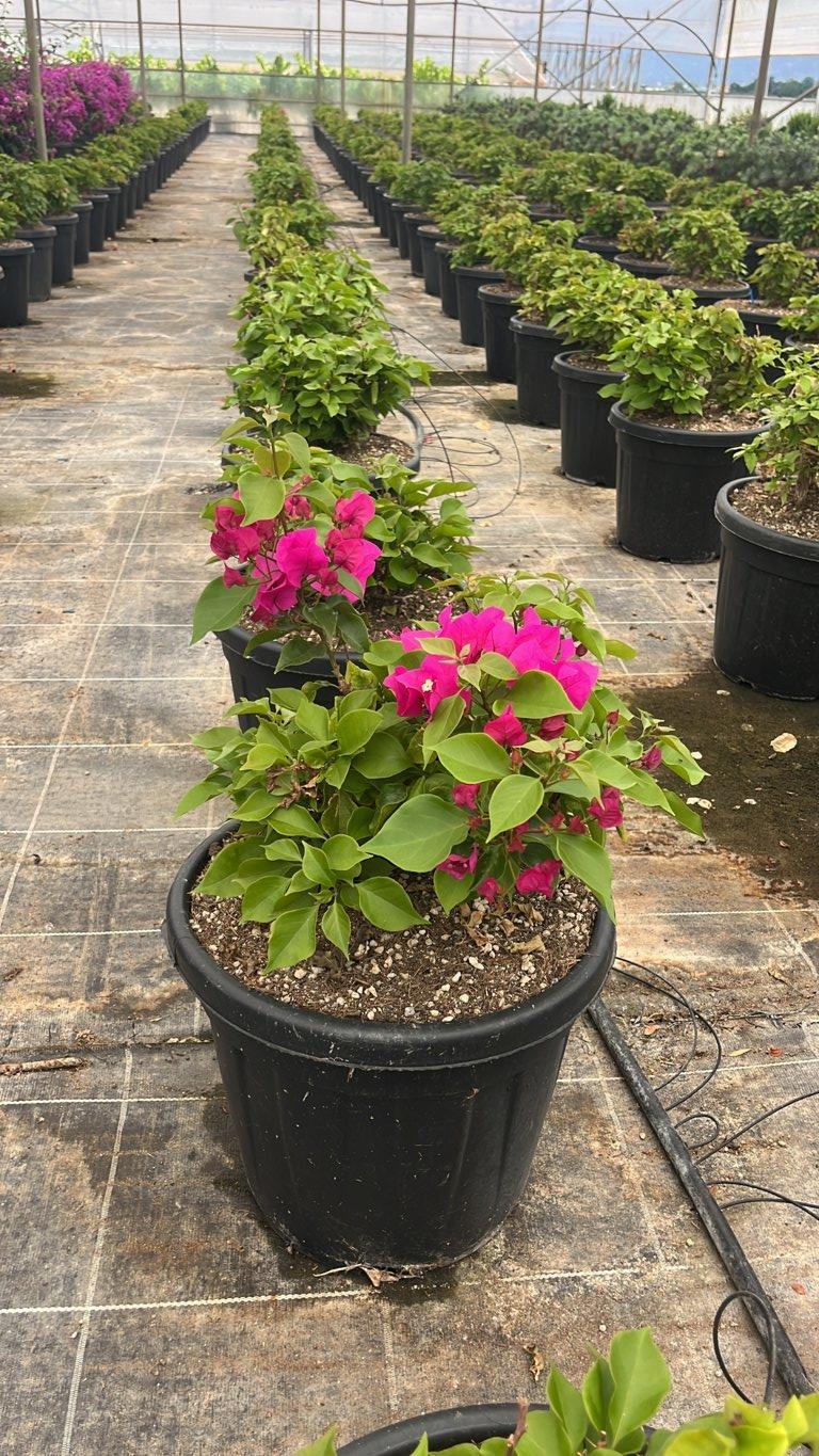 BOUGAINVILLEA VERA DEEP PURPLE