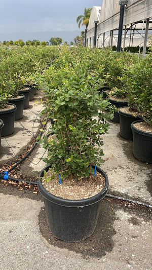 QUERCUS S. SUBER